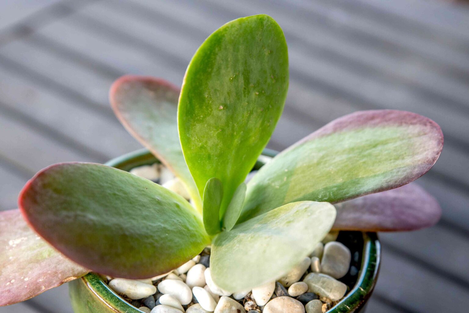 Comment cultiver et entretenir une plante grasse Flapjack