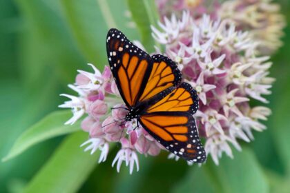 7 Fleurs qui Attirent les Papillons Monarques