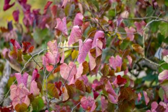 Comment cultiver et entretenir les cerisiers d’ornement ‘Forest Pansy’