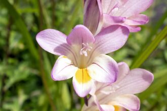 Comment cultiver et entretenir des freesias