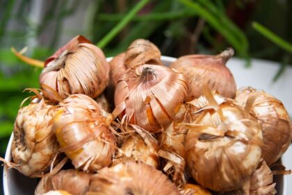 Stocker les bulbes de glaïeuls maintenant pour aider vos fleurs à survivre à l’hiver—Voici comment.