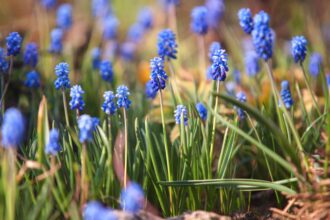 Comment cultiver et entretenir le muscari (hyacinthe d’Ukraine)