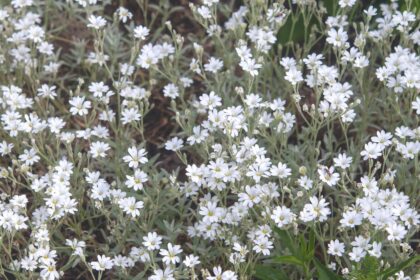 Les 20 meilleures plantes couvre-sol pour plein soleil