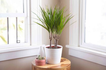 7 Raisons pour lesquelles votre Dracaena a des feuilles brunes et comment y remédier rapidement