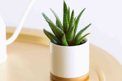 Comment cultiver et entretenir des Gasteria