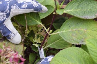 C’est le moment idéal pour multiplier les hortensias et faire pousser un nouvel arbuste — Voici comment procéder.