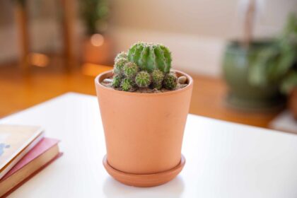 Comment cultiver et entretenir le cactus boule