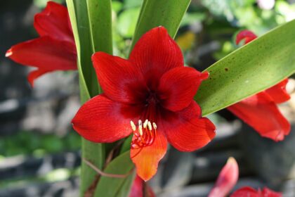 Comment entretenir les fleurs d’amaryllis tout au long de l’année