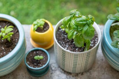 5 Conseils pour Cultiver du Basilic en Pots