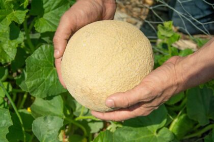 Quand récolter les melons cantaloups ? 6 signes qu’ils sont prêts, selon les experts