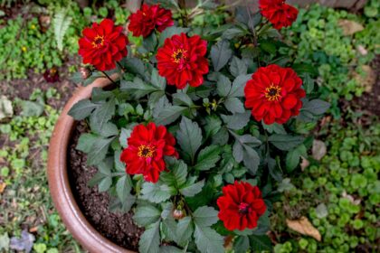 Comment cultiver des dahlias en pot pour des fleurs magnifiques année après année