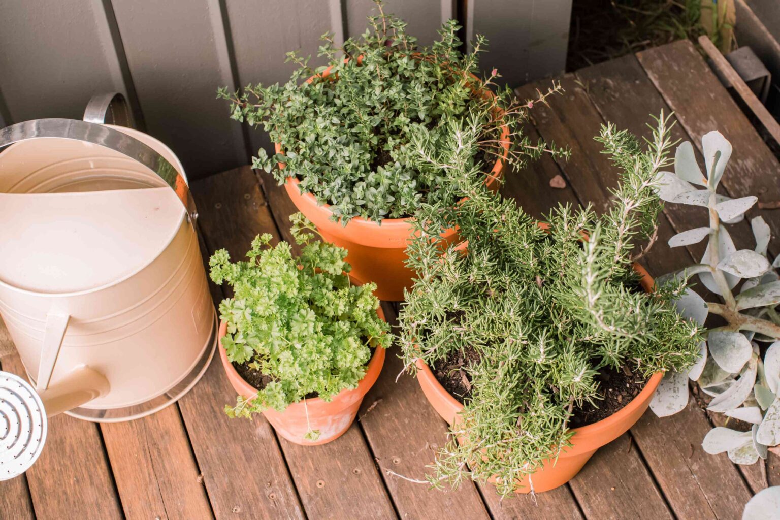 Conseils faciles pour cultiver des herbes en pot