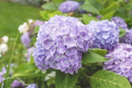 Vos hortensias ont-ils déçu cette année ? Que faire maintenant pour de plus belles floraisons l’été prochain ?