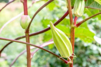 Quand et comment récolter l’okra pour des gousses parfaites à chaque fois