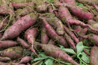 4 Signes Clairs qu’il est Temps de Récolter les Patates Douces, et Comment le Faire Correctement