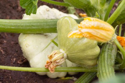 Comment cultiver la courge pâtisson