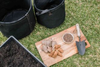 Comment cultiver des pommes de terre dans des seaux à domicile pour une récolte économique