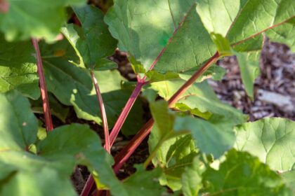 Comment récolter la rhubarbe au bon moment pour une saveur sucrée