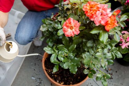 Comment Cultiver des Roses en Pot