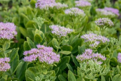 Comment cultiver et entretenir le Sedum (orpin)