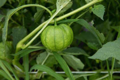 Comment cultiver des tomatillos dans votre jardin pour une récolte optimale