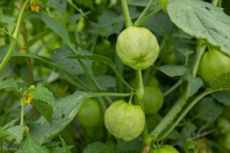 Quand et comment récolter les tomatillos pour une saveur optimale