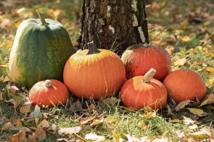 Il existe plus de 100 variétés de courges : 27 types à découvrir cet automne.