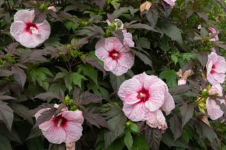 Hibiscus rustique : Guide d’entretien et de culture