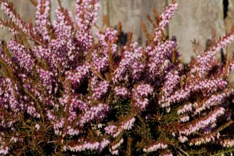 23 Plantes Miraculeuses à Cultiver Dès Maintenant et qui Prosperent par Temps Froid