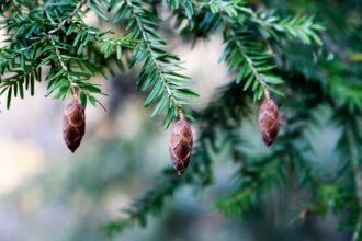 25 Types d’Arbres à Feuillage Persistant à Ajouter à Votre Jardin