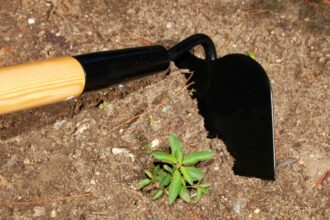 10 Méthodes Efficaces pour Éliminer les Mauvaises Herbes à Coup Sûr