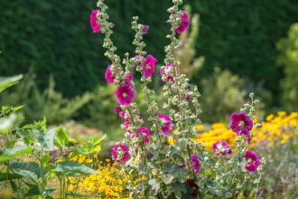 Comment cultiver et entretenir les roses trémières (Alcea)