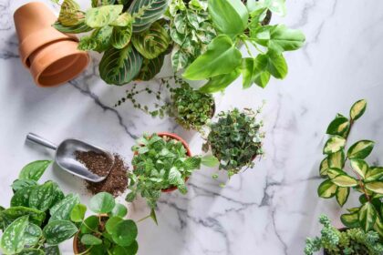 7 Plantes d’intérieur délicates à ne jamais cultiver, selon un botaniste