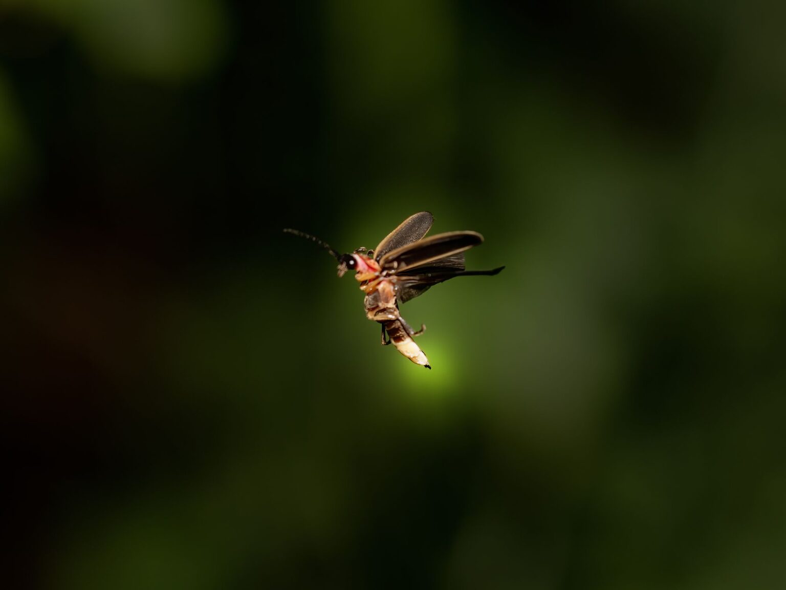 7 Astuces pour Attirer des Lucioles dans Votre Jardin dès Maintenant pour des Nuits d’Été Magiques