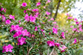 18 Arbustes de jardin faciles d’entretien qui ne tiendront pas rigueur si vous oubliez de les arroser