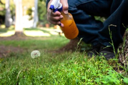 Comment Éliminer les Mauvaises Herbes de Votre Pelouse en 8 Méthodes Simples