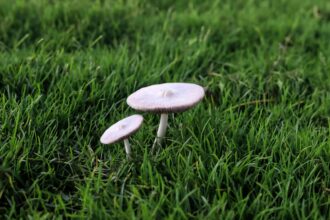 Comment éliminer naturellement les champignons dans votre jardin