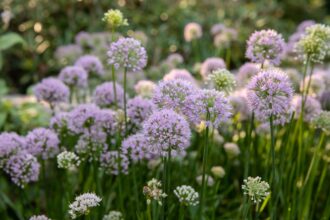 Comment cultiver et entretenir l’allium (Oignon ornemental)