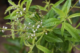 Comment cultiver et entretenir la verveine citronnelle