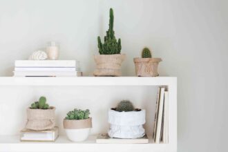 Comment cultiver et entretenir des cactus d’intérieur