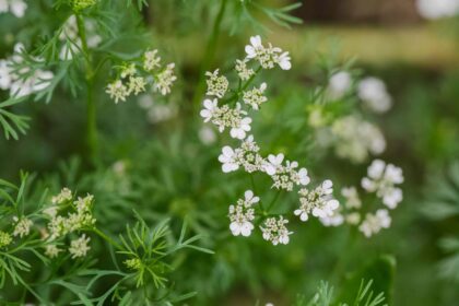 Pourquoi votre coriandre monte en fleurs trop rapidement et 6 conseils pour l’en empêcher