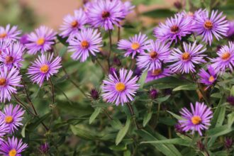 Comment cultiver et entretenir les asters de la Nouvelle-Angleterre