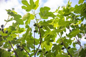 Comment Cultiver un Figuier pour des Fruits Délicieux dans Votre Jardin