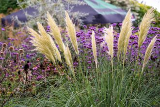 Comment cultiver et entretenir l’herbe de la Pampa