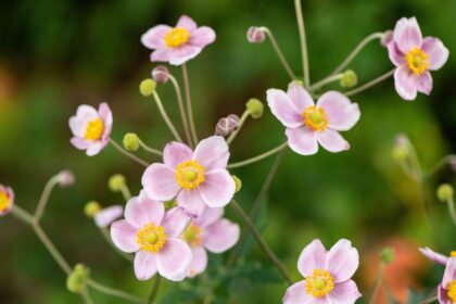 C’est le moment idéal pour planter des bulbes d’anémone afin d’obtenir de plus belles floraisons – Voici comment le faire comme un pro.