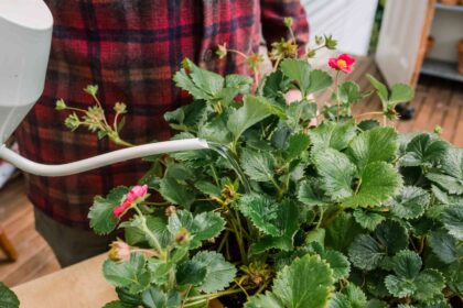 Comment cultiver et entretenir des fraises à l’intérieur pour profiter de fruits frais toute l’année.