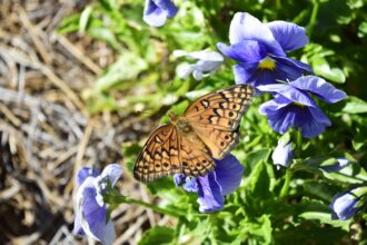 Comment créer un jardin à papillons