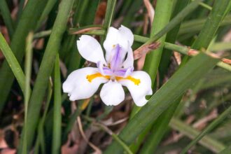 Comment planter des rhizomes d’iris