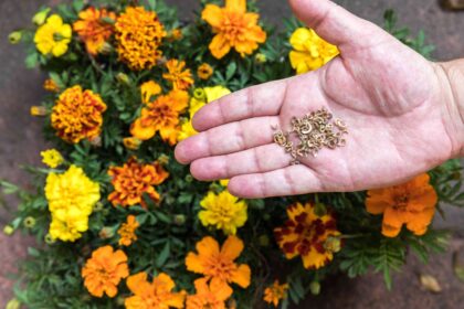 Comment bien planter des graines de souci pour le printemps