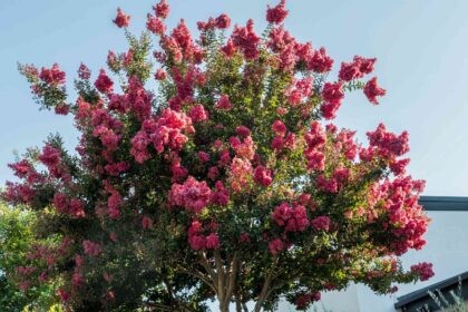 5 Raisons pour lesquelles votre mûrier à papier ne fleurit pas et comment y remédier